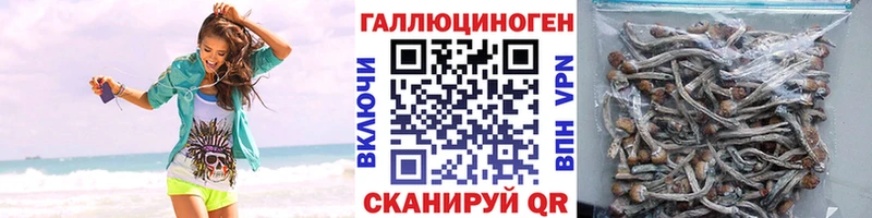 Галлюциногенные грибы Cubensis  закладки  Чадан 